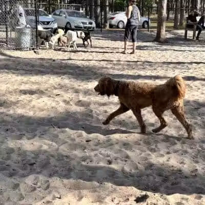 Long Leaf Dog Park - Wilmington, NC