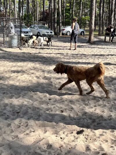 Long Leaf Dog Park - Wilmington, NC