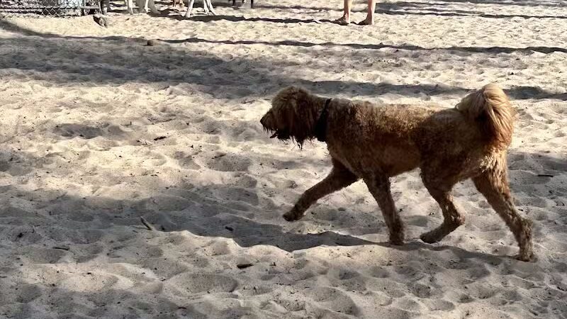 Long Leaf Dog Park - Wilmington, NC