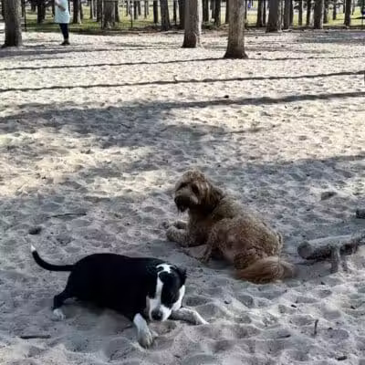 Long Leaf Dog Park - Wilmington, NC