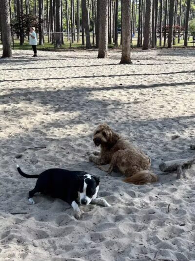 Long Leaf Dog Park - Wilmington, NC