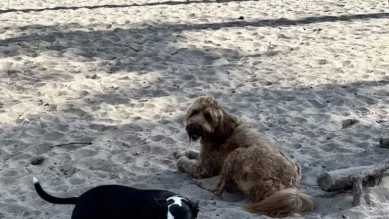 Long Leaf Dog Park - Wilmington, NC