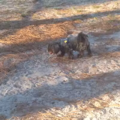 Long Leaf Dog Park - Wilmington, NC