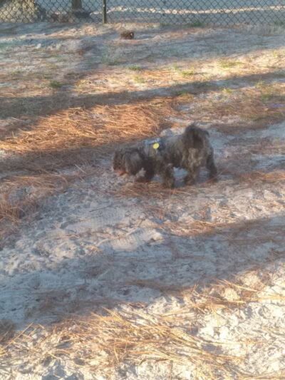 Long Leaf Dog Park - Wilmington, NC