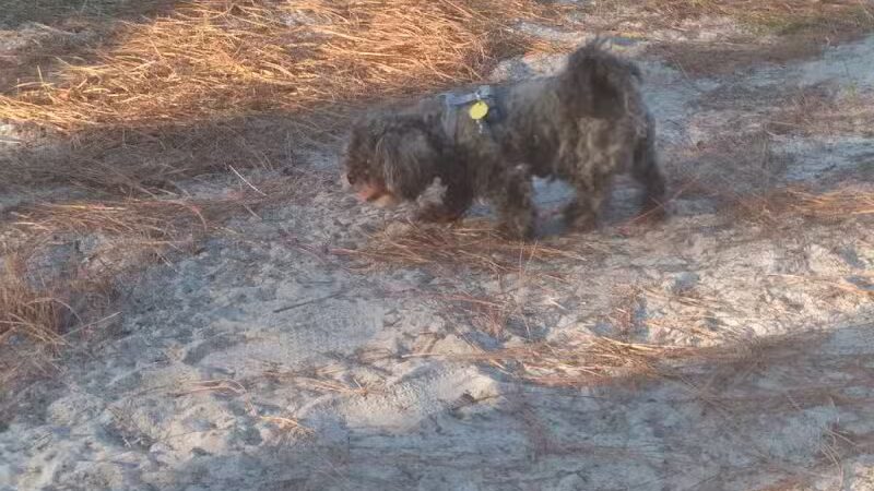 Long Leaf Dog Park - Wilmington, NC