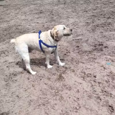 Long Leaf Dog Park - Wilmington, NC