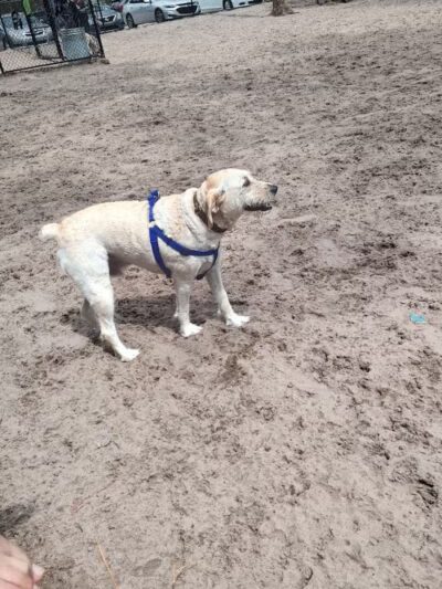 Long Leaf Dog Park - Wilmington, NC