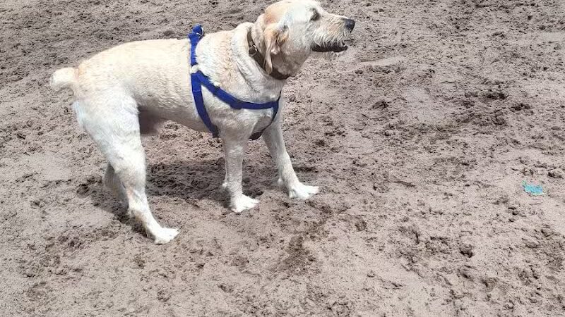 Long Leaf Dog Park - Wilmington, NC