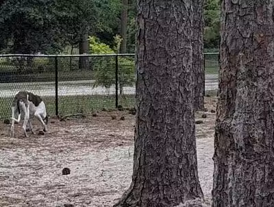 Long Leaf Dog Park - Wilmington, NC