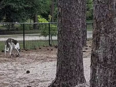Long Leaf Dog Park - Wilmington, NC
