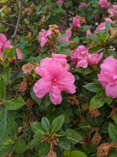 Long Leaf Dog Park - Wilmington, NC