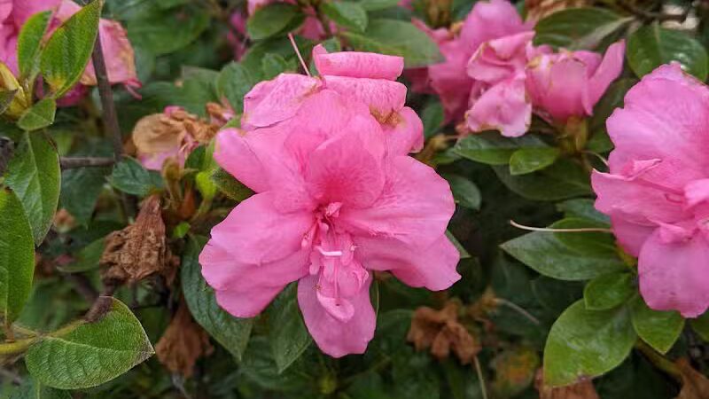 Long Leaf Dog Park - Wilmington, NC