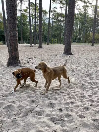 Long Leaf Park - Wilmington, NC