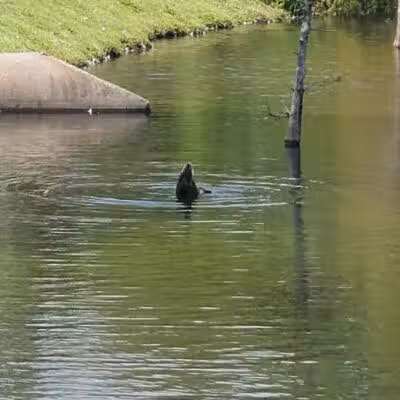 Ogden Park - Wilmington, NC