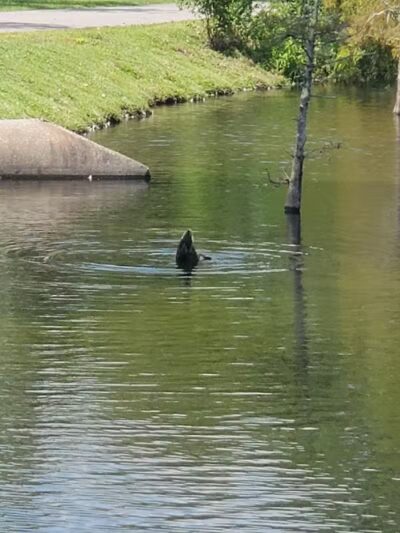 Ogden Park - Wilmington, NC