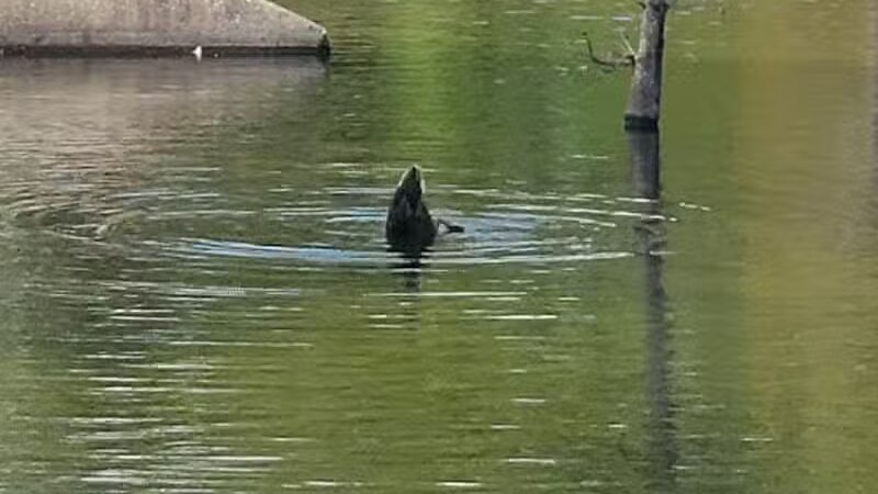 Ogden Park - Wilmington, NC