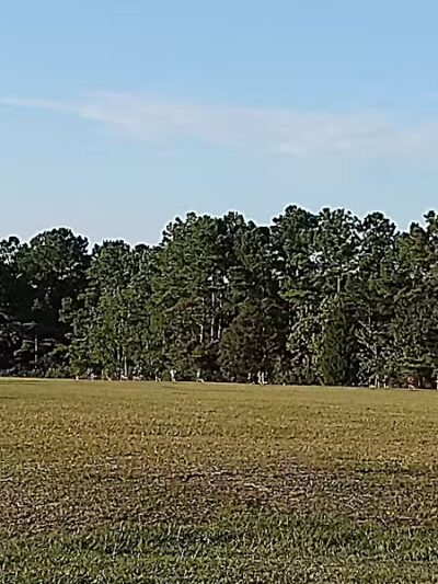 Olsen Park - Wilmington, NC