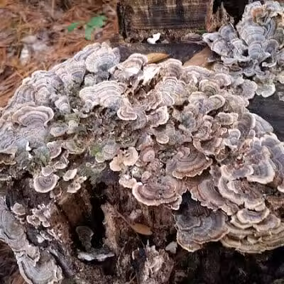 Pages Creek Park Preserve - Wilmington, NC
