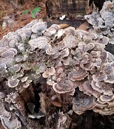 Pages Creek Park Preserve - Wilmington, NC