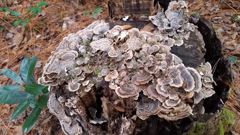 Pages Creek Park Preserve - Wilmington, NC