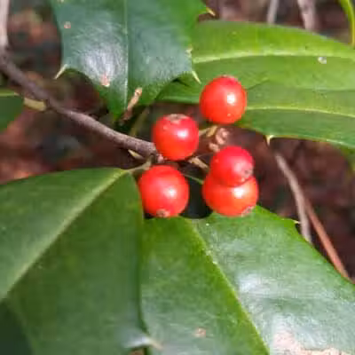 Pages Creek Park Preserve - Wilmington, NC