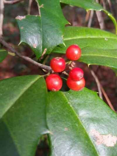 Pages Creek Park Preserve - Wilmington, NC