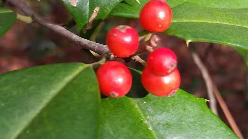 Pages Creek Park Preserve - Wilmington, NC