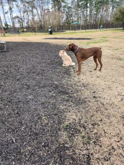 Ruff Draft - Wilmington, NC