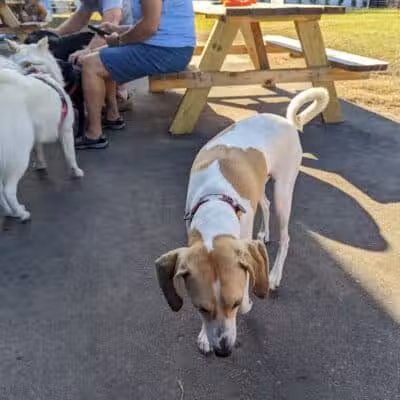 Ruff Draft - Wilmington, NC