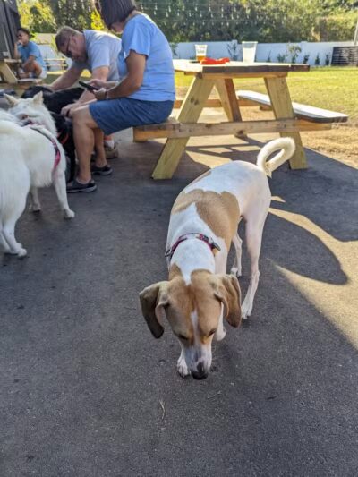 Ruff Draft - Wilmington, NC