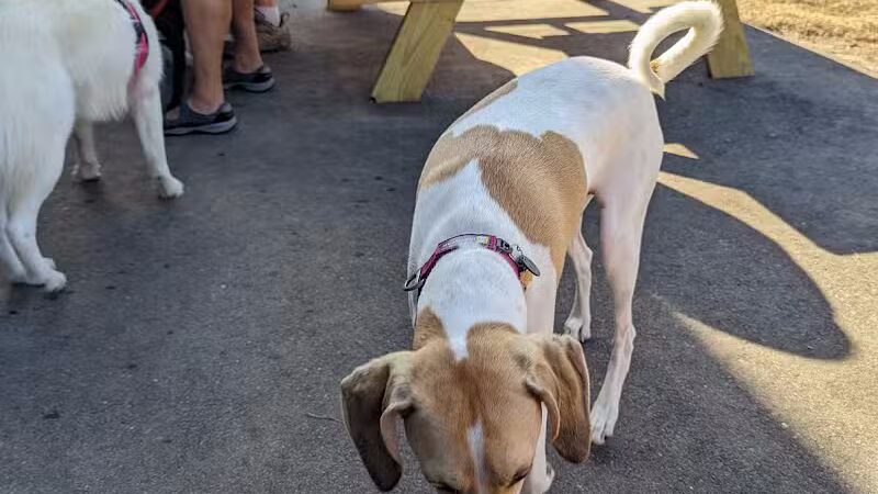 Ruff Draft - Wilmington, NC