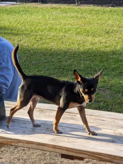 Ruff Draft - Wilmington, NC