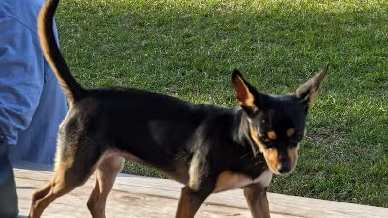 Ruff Draft - Wilmington, NC