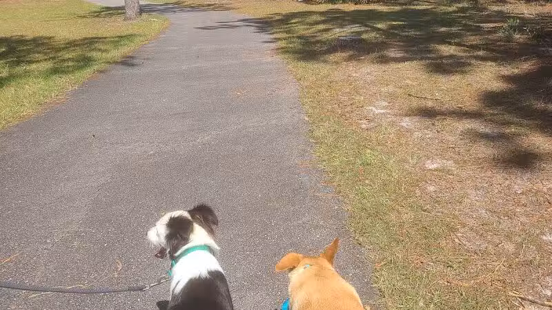 Veteran's Park - Nature Reserve and walking trails - Wilmington, NC