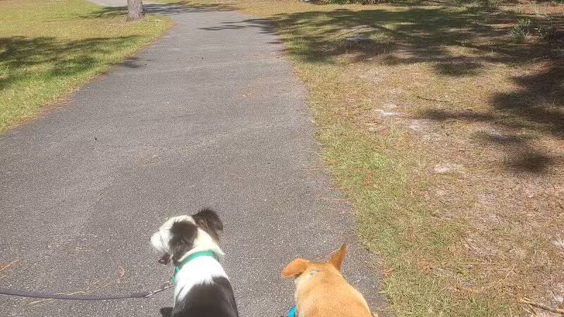 Veteran's Park - Nature Reserve and walking trails - Wilmington, NC