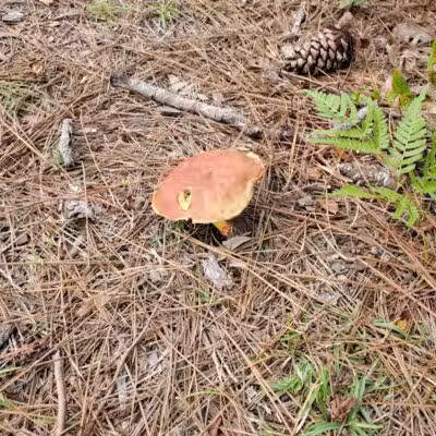 Veteran's Park - Nature Reserve and walking trails - Wilmington, NC