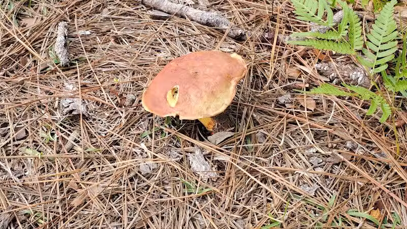 Veteran's Park - Nature Reserve and walking trails - Wilmington, NC