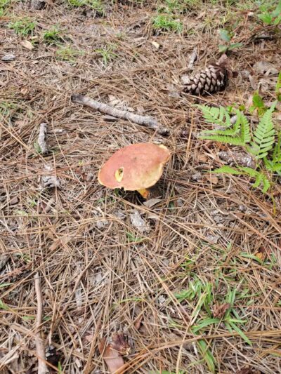 Veteran's Park - Nature Reserve and walking trails - Wilmington, NC