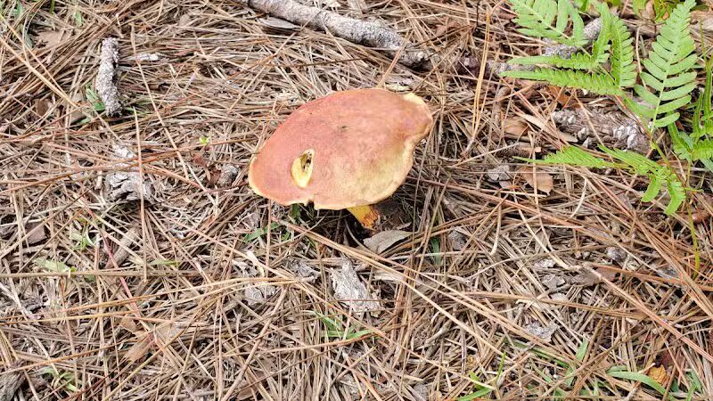 Veteran's Park - Nature Reserve and walking trails - Wilmington, NC