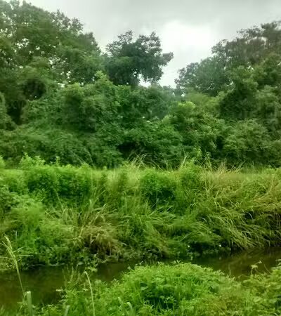 Wallace Park - Wilmington, NC