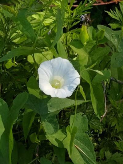 Wallace Park - Wilmington, NC