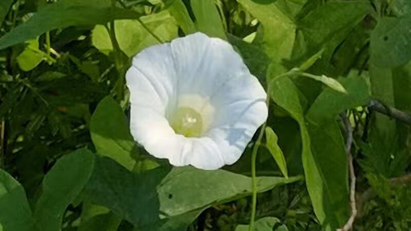 Wallace Park - Wilmington, NC