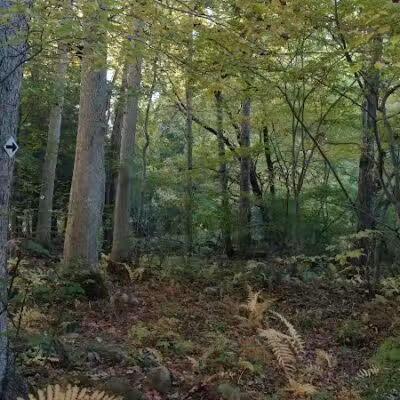 Stonebridge Waterfowl Preserve - Wilton, CT