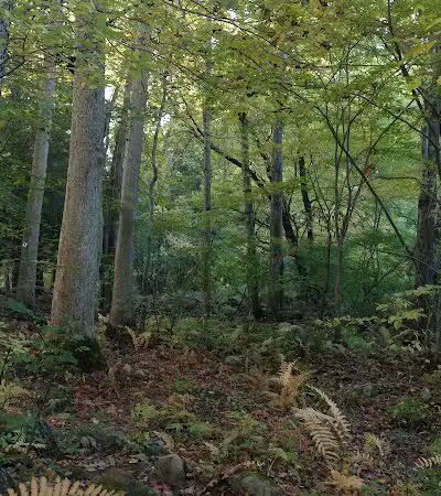 Stonebridge Waterfowl Preserve - Wilton, CT
