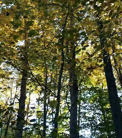 Stonebridge Waterfowl Preserve - Wilton, CT