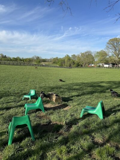 Legacy Dog Park - Winchester, KY