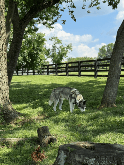 Legacy Dog Park - Winchester, KY