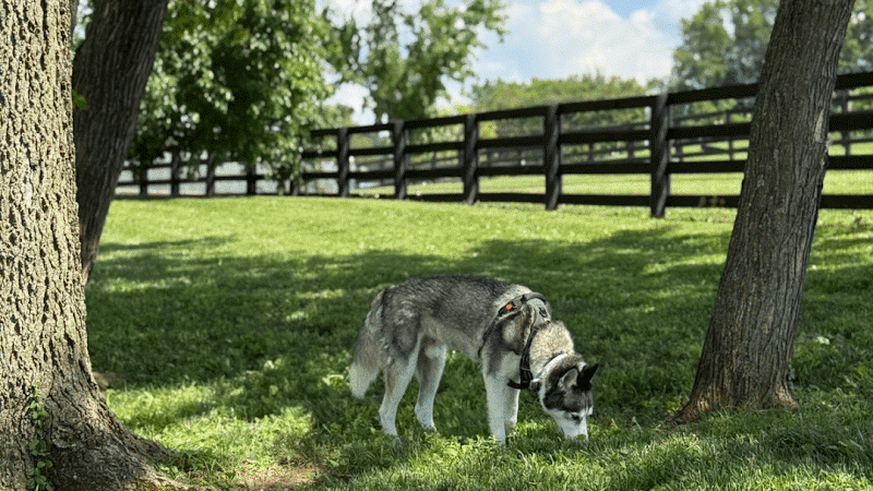 Legacy Dog Park - Winchester, KY