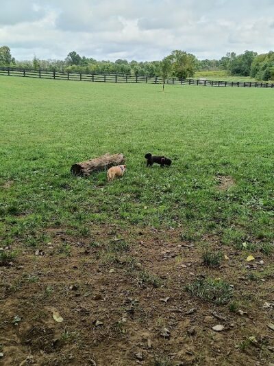 Legacy Dog Park - Winchester, KY