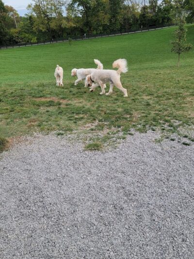 Legacy Dog Park - Winchester, KY